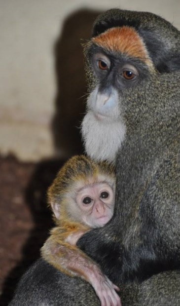 Brazzameerkat geboren in ZooParc Overloon.
