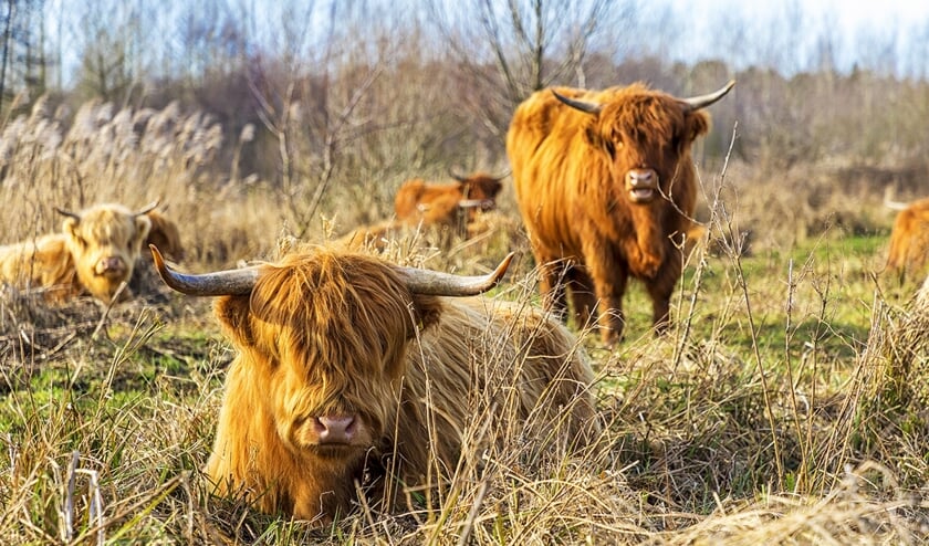 Grote grazers krijgen ook de ruimte in het nieuwe natuurgebied in Ooijen-Wanssum.