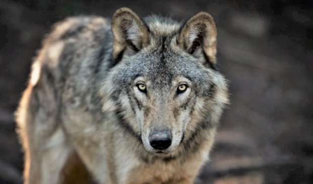 <p>Uit DNA-onderzoek bleek dat de gedode schapen het werk was van een wolf</p>