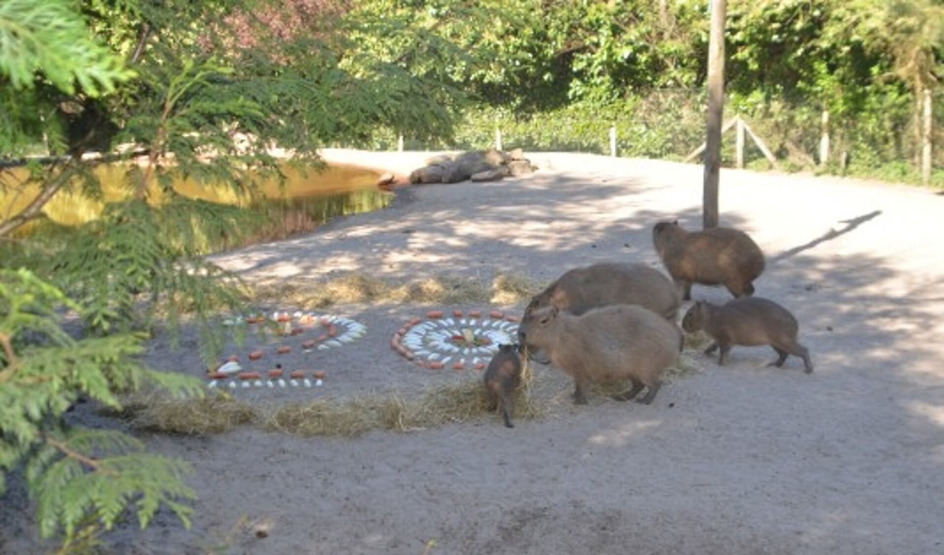 Voor de dieren in ZooParc Overloon was er vandaag taart ter ere van de twintigste verjaardag van de dierentuin.