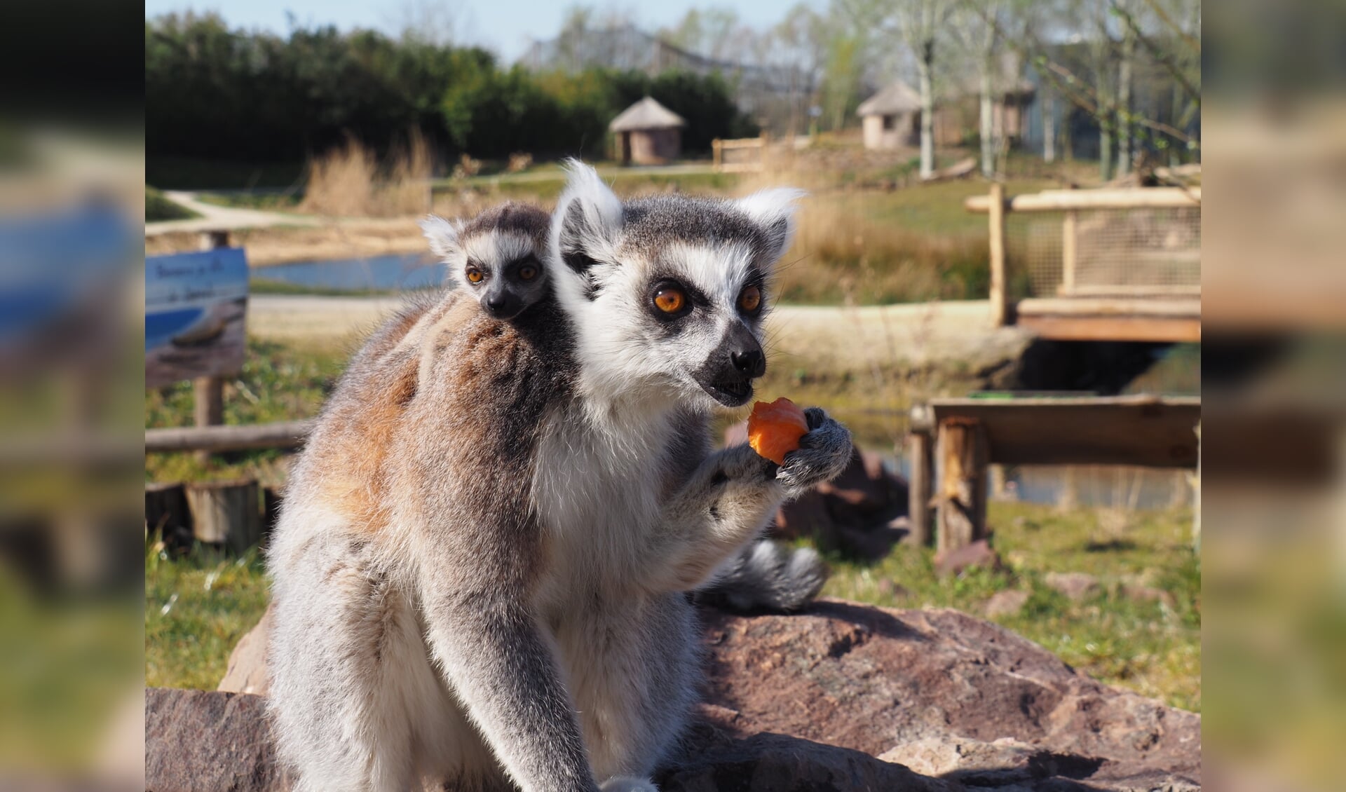 In ZooParc Overloon werden de afgelopen weken elf jonge dieren geboren.