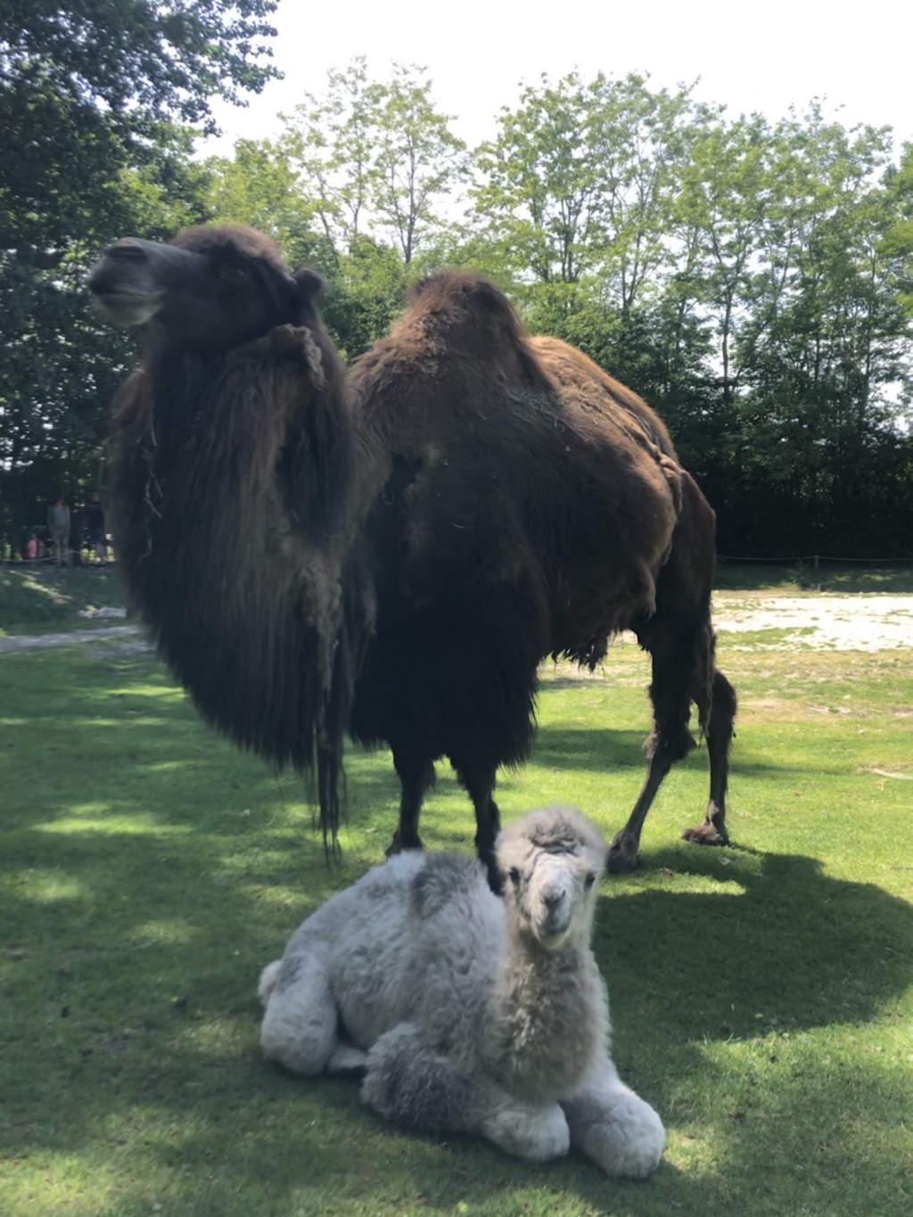 Bezoekers zagen het kameeltje geboren worden in ZooParc Overloon.