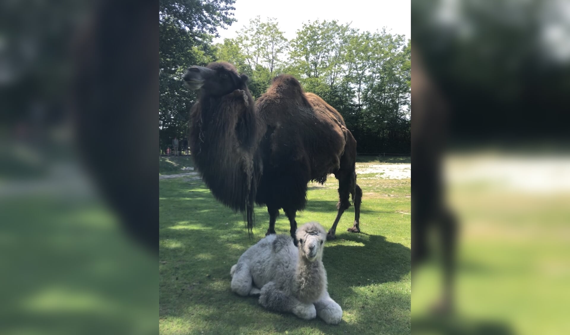 Bezoekers zagen het kameeltje geboren worden in ZooParc Overloon.