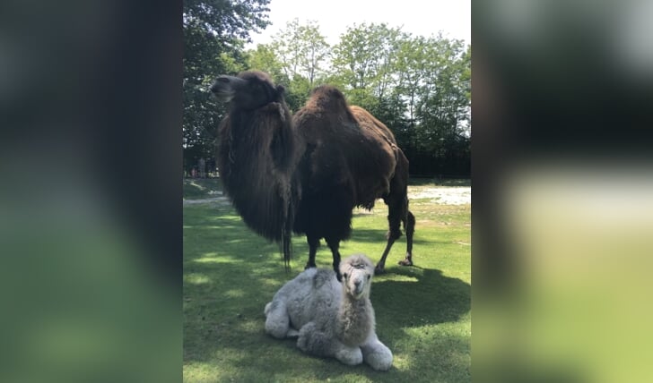 Bezoekers zagen het kameeltje geboren worden in ZooParc Overloon.