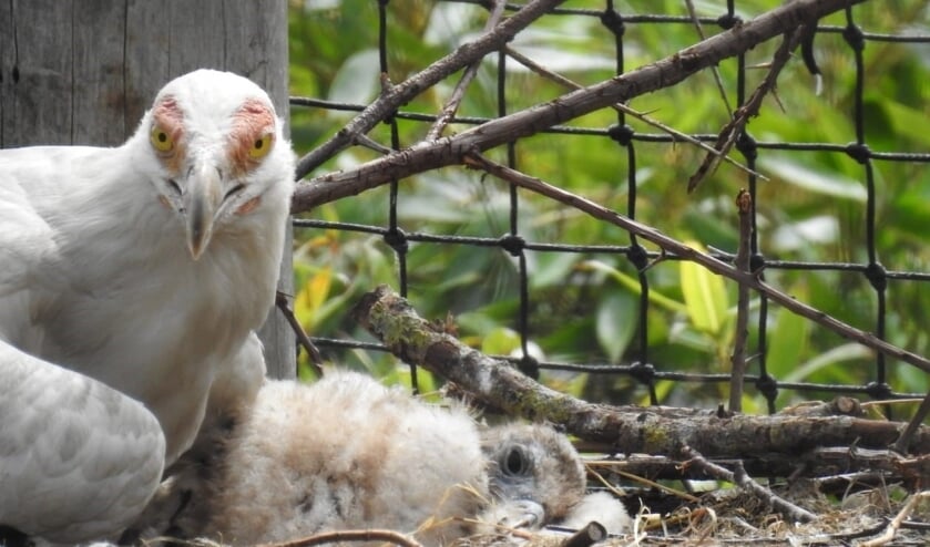 Palmgiertje geboren in ZooParc Overloon.