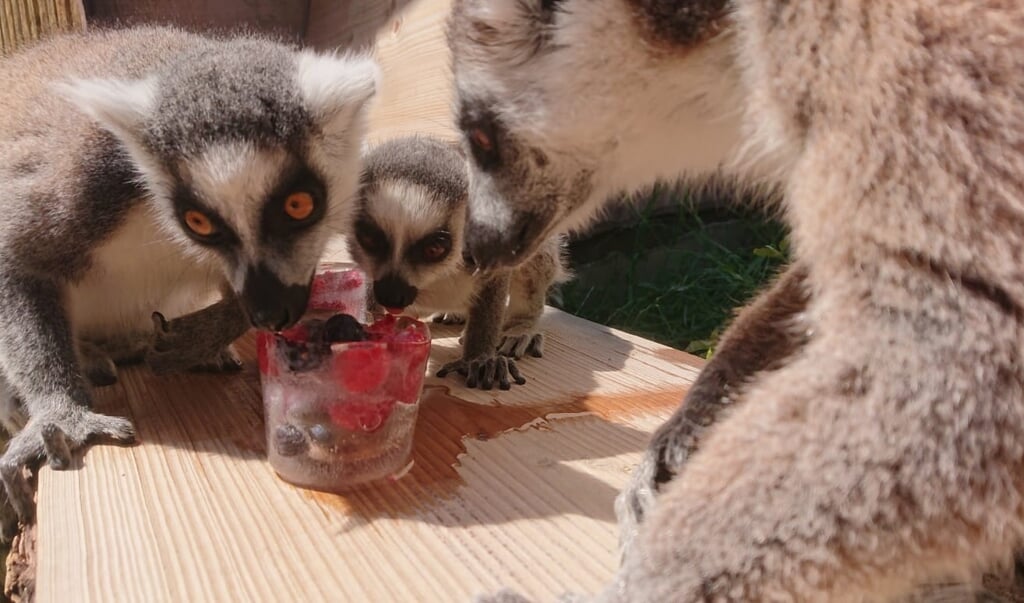 Ringstaartmaki's genieten in ZooParc Overloon van een fruitijsje.