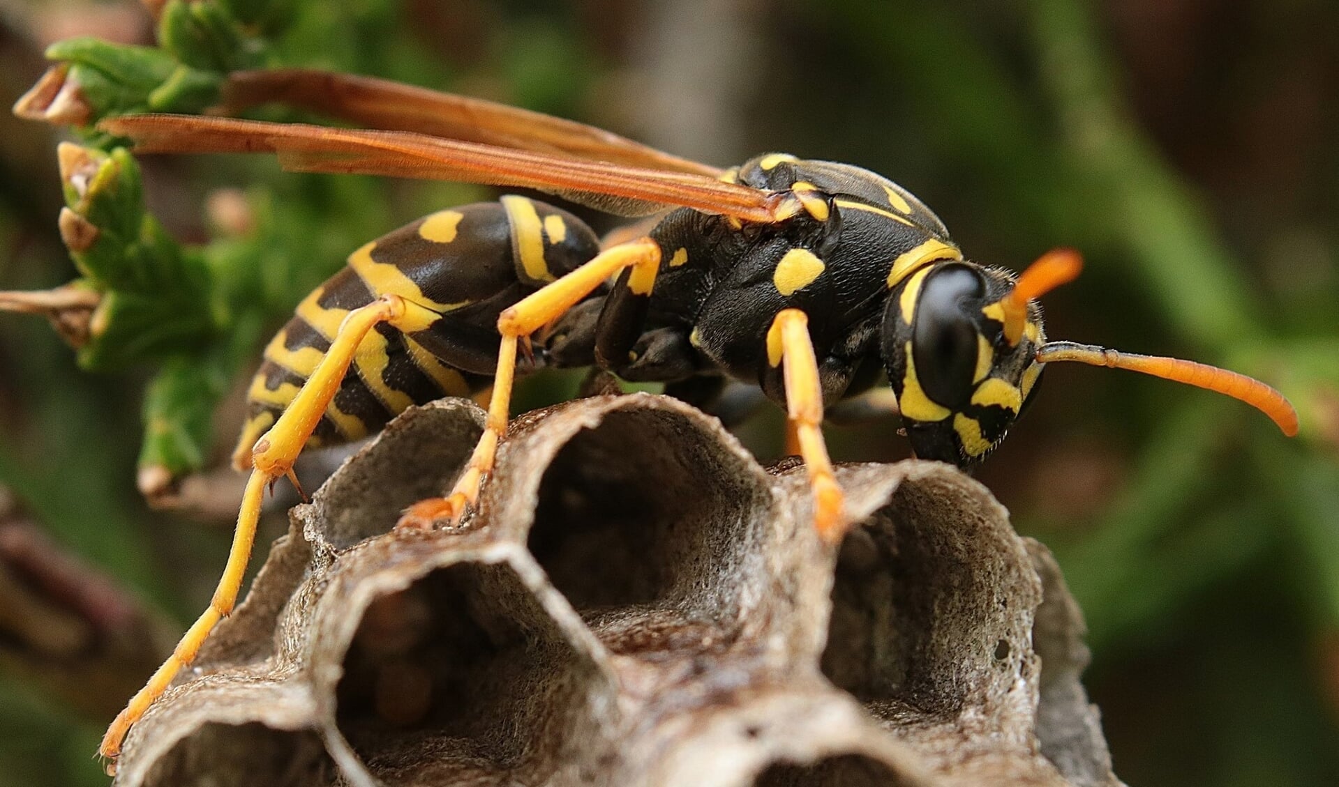 Wespen hebben een nest gebouwd bij de Loswal in Aijen