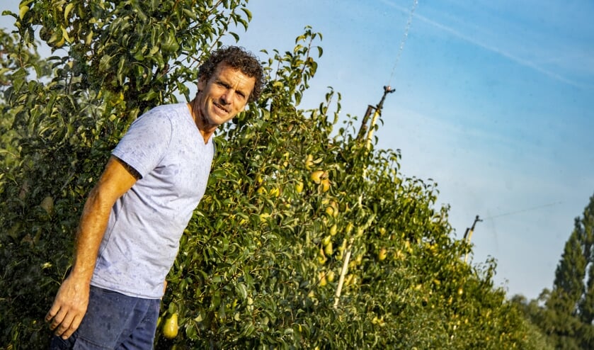 <p>Jos Drabbels tussen de perenbomen waarboven sproeiers het fruit beschermen. </p>