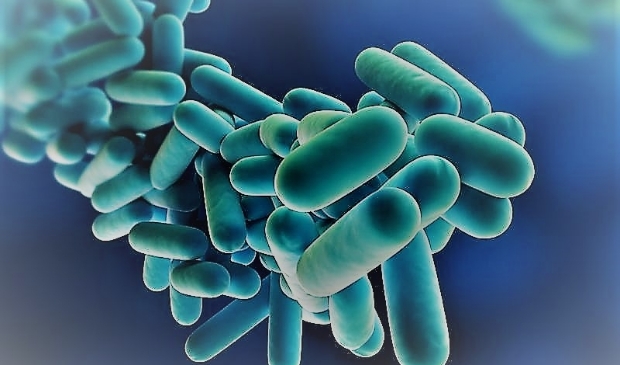 <p>Ook Legionella geconstateerd bij Pica Mare in Gennep</p>