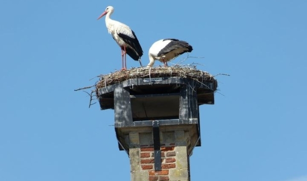 Het vertrouwde beeld van ooievaars op het oude stadhuis van Gennep