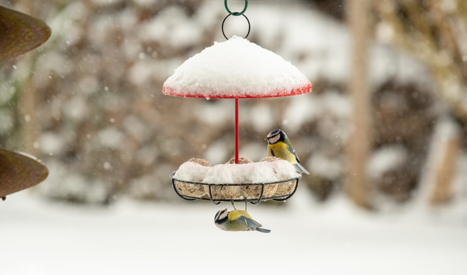 Vogels zijn je dankbaar voor wat extra hulp in barre wintertijden.