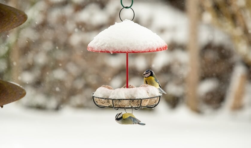 <p>Vogels zijn je dankbaar voor wat extra hulp in barre wintertijden.</p>