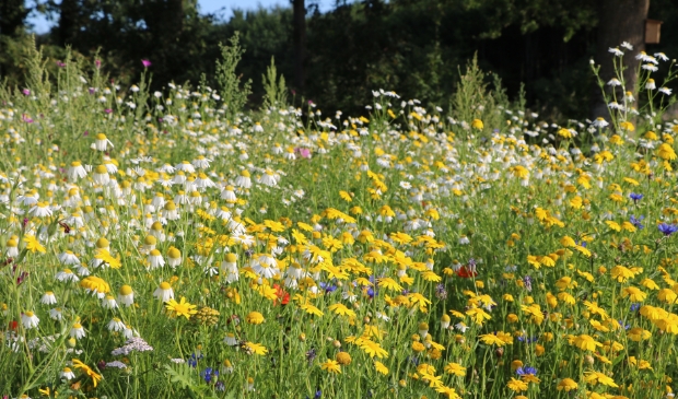 <p>Meer bloemen zorgen voor meer insecten</p>