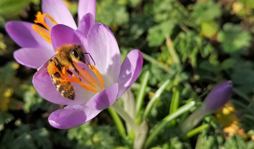 <p>Het is lente! Ook natuur kleurt uitbundig. </p>