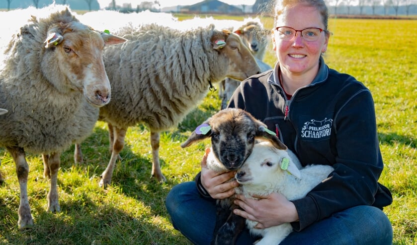 <p>Tineke Camps mag dit jaar bijna 300 jonge lammetjes begroeten.</p>