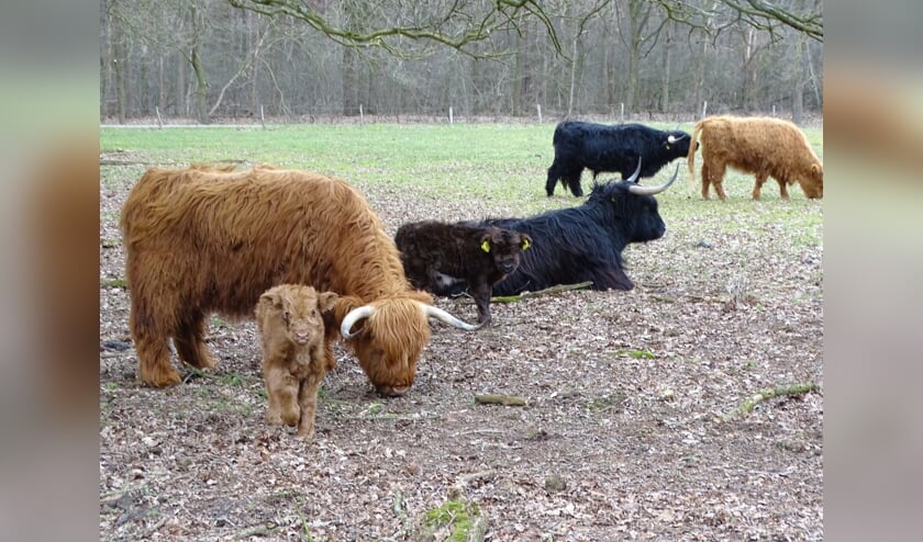 <p>In een week tijd werden twee kalfjes, een bruin en een zwart, geboren in de Castenrayse Vennen.</p>
