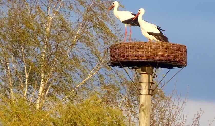 <p>Het ooievaarsnest in de achtertuin van de familie Loonen. </p>
