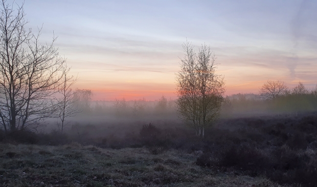 <p>De korhoen is al een tijdje niet meer te zien in de Maasduinen</p>