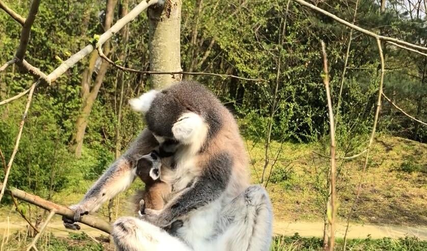 <p>in ZooParc Overloon zijn onder meer twee ringstaartmaki's geboren. </p>