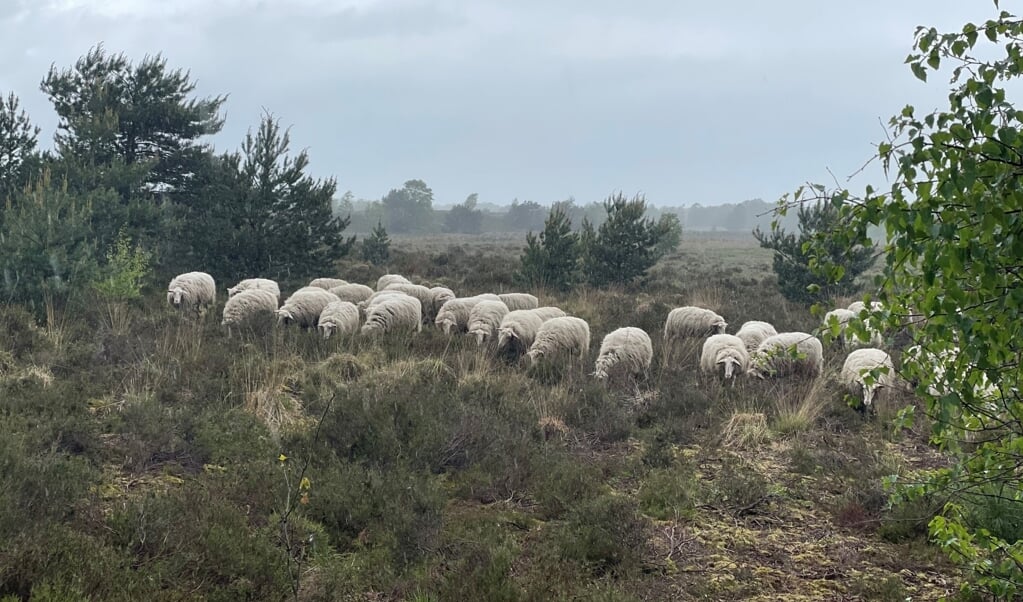 Komende tijd zal de kudde rond het Eendenmeer grazen