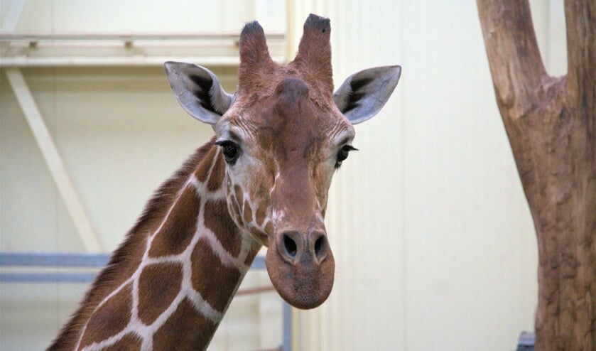 <p>Giraffe Dhakija in haar nieuwe verblijf. </p>