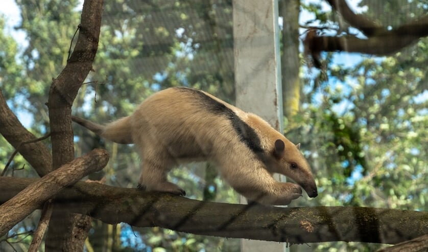 <p>Een tamandua, een boommiereneter </p>