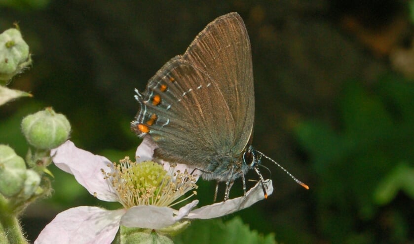 <p>De bruine eikenpage is familie van de blauwtjes en behoort tot de dagvlinders. </p>