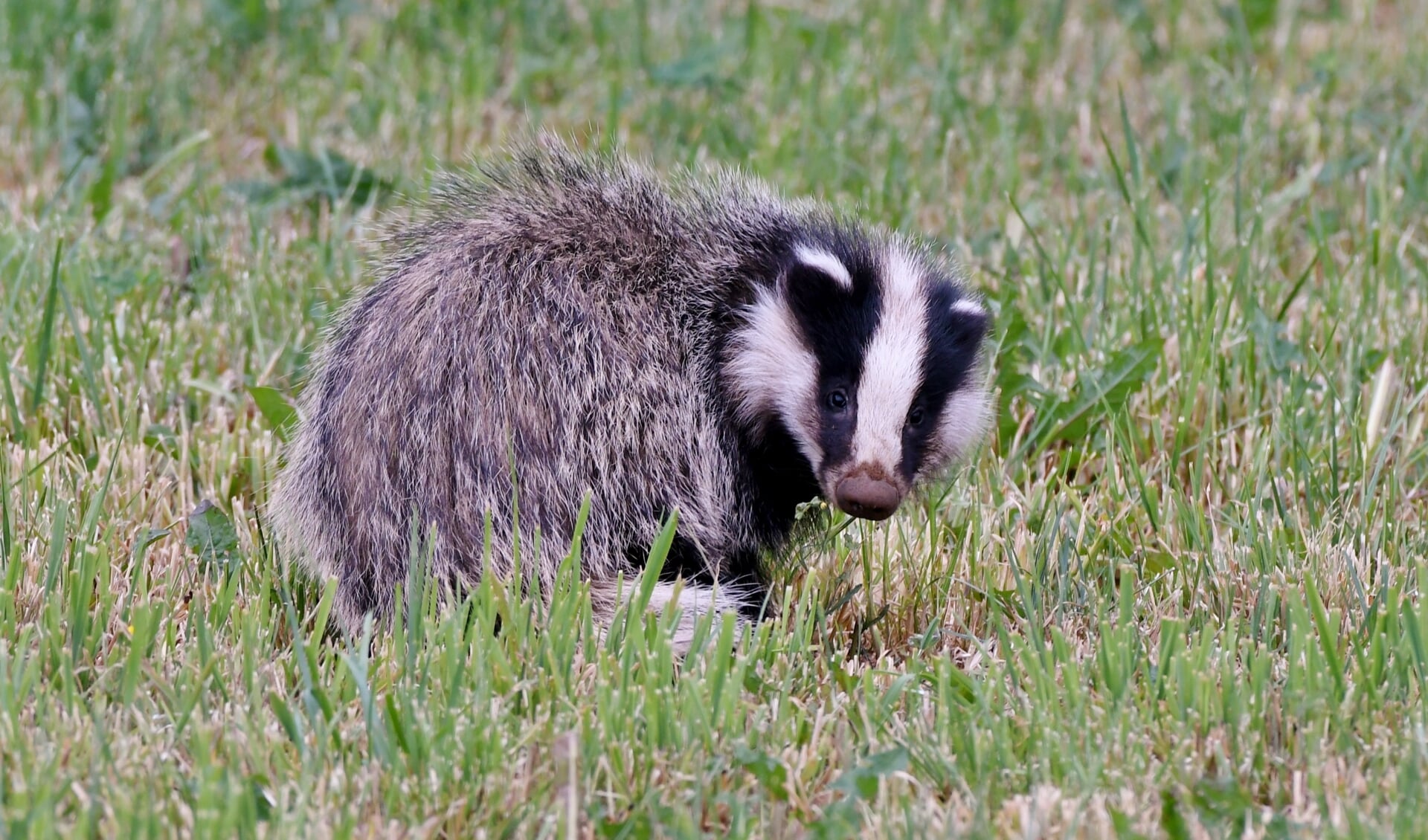 Meerdere dassen hebben de burcht achter Vlasakker ontdekt, meldt de gemeente Land van Cuijk.