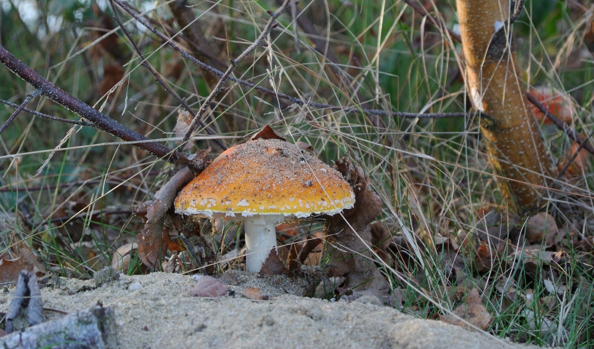 Tijdens de herfst schieten paddenstoelen zoals deze vliegenzwam, weer veelvuldig uit de grond