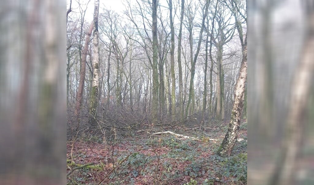 Het opgeschoonde en vernieuwde Ebben-bos....