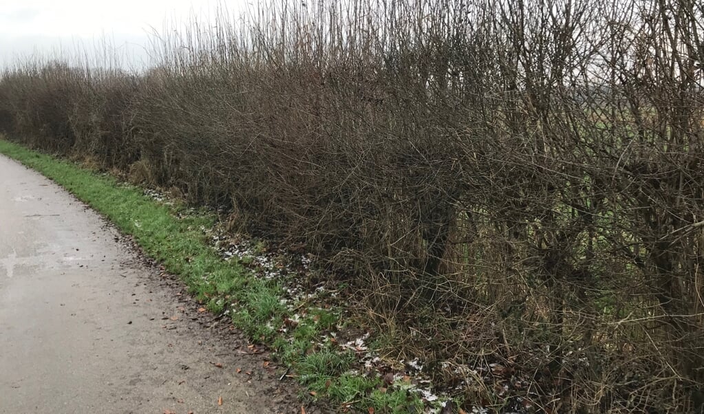 Wie wil dieren en planten tellen in het Maasheggengebied? 