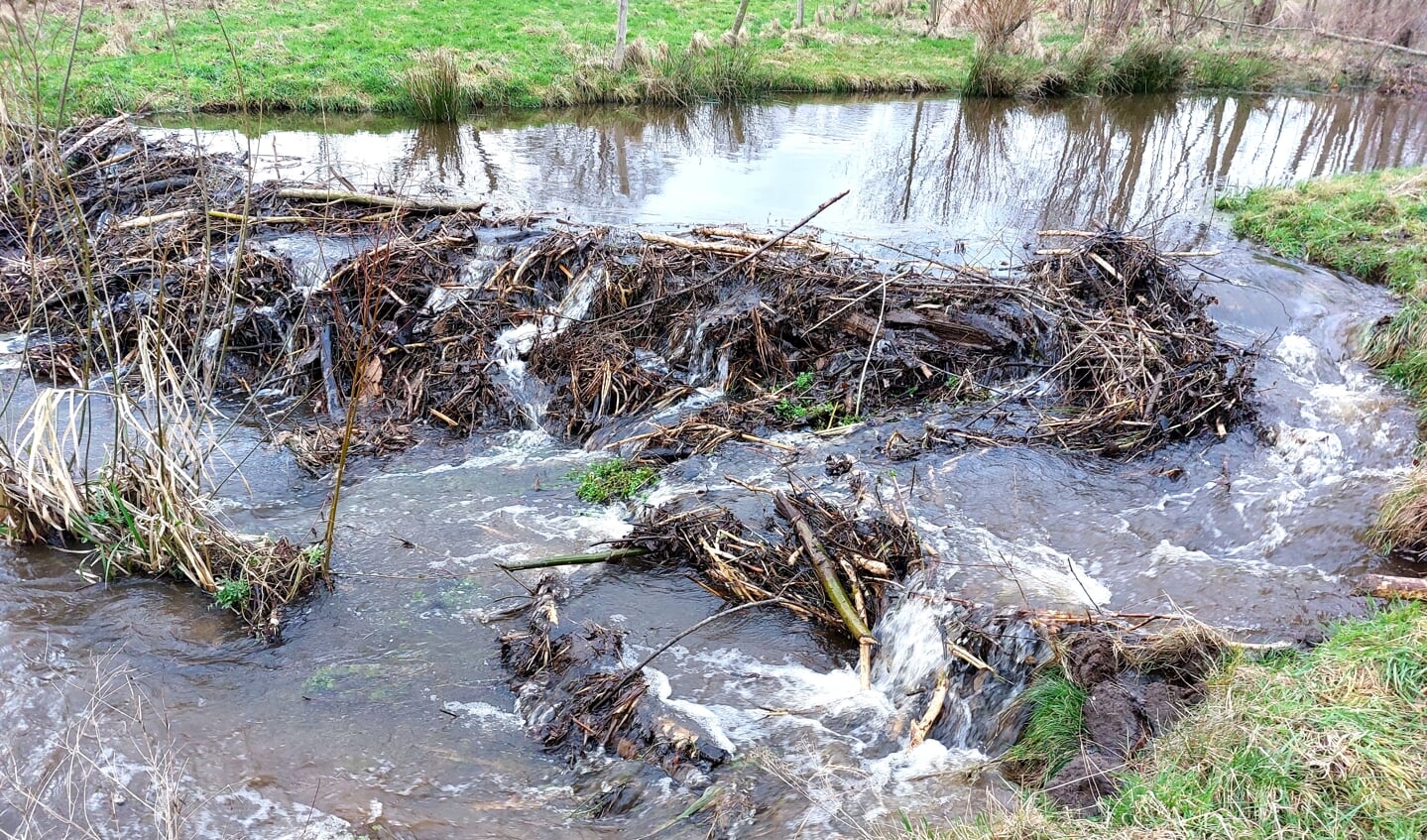 Beversporen langs de slingerende Lollebeek in Castenray.