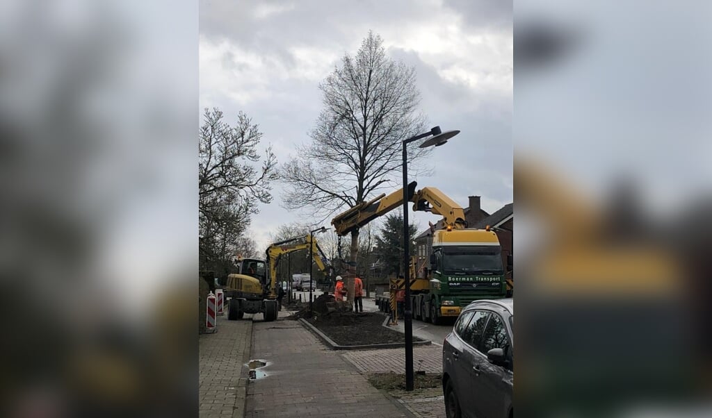 De 'Vortumse' boom wordt naar de juiste plek langs de Grotestraat gedirigeerd. 