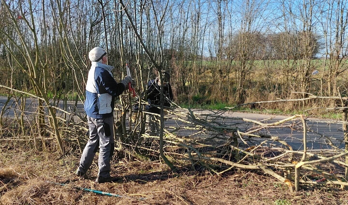 Ook de komende weken zijn de vlechters aan het werk in de Maasheggen. 