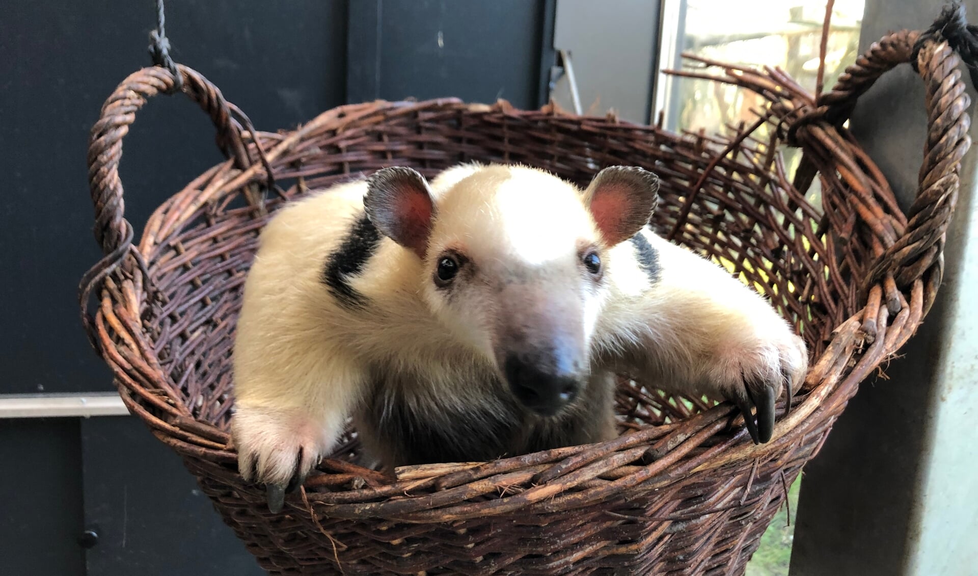 De zuidelijke tamandua. 