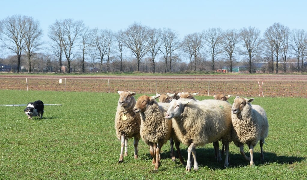 Enkele schapen van Schaapskudde Peeldrift tijdens de lammetjesdagen van dit jaar.