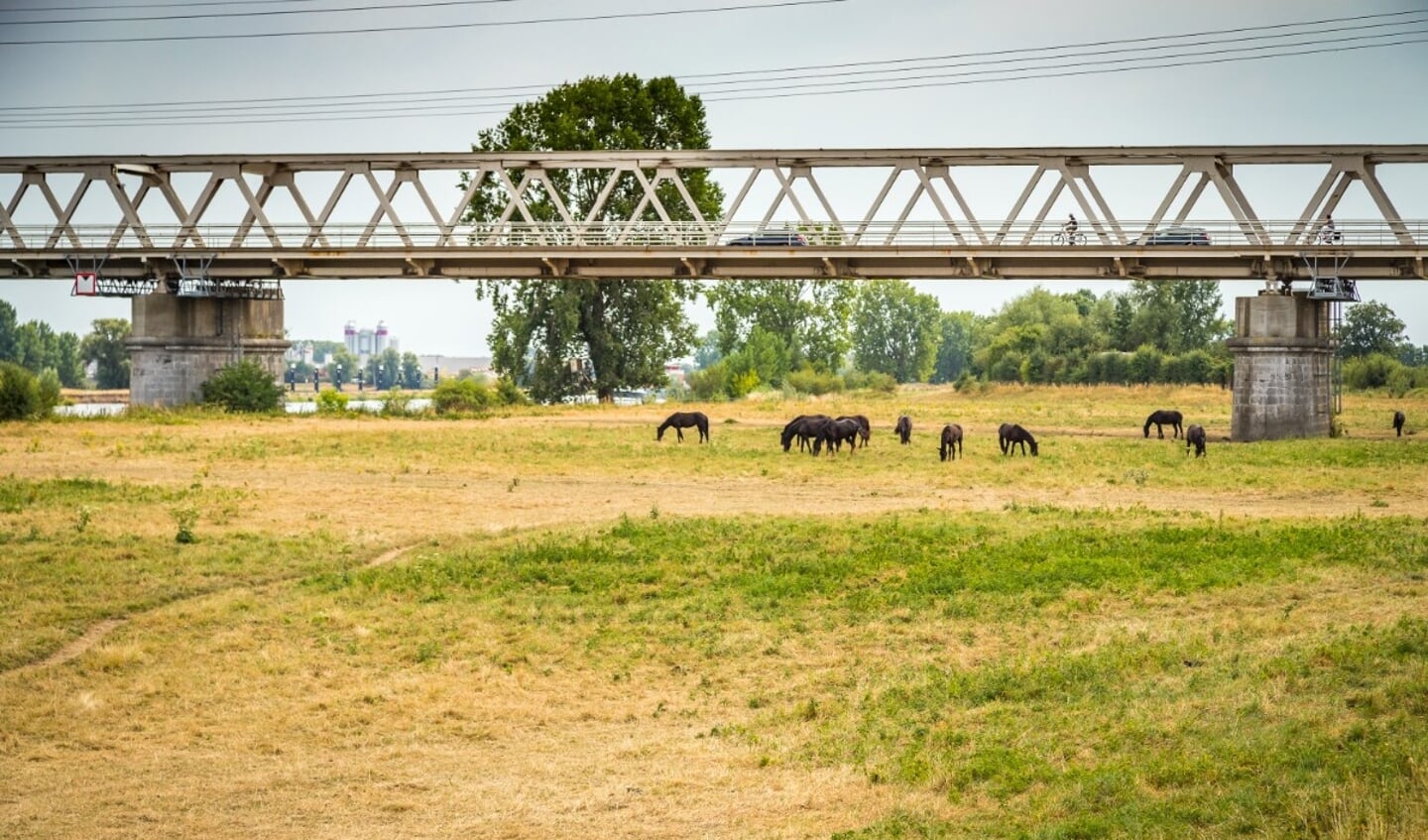 Verkeersbrug en grazende paarden bij de Maas in Oeffelt.