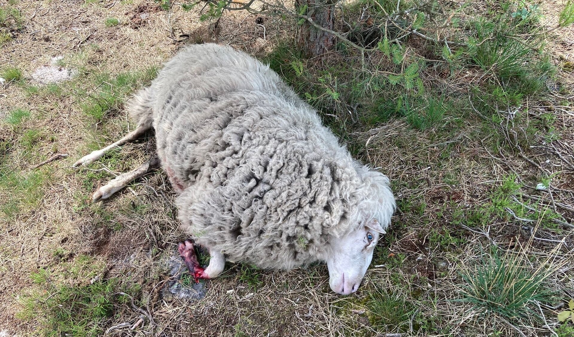 Een van de ernstig gewonde schapen