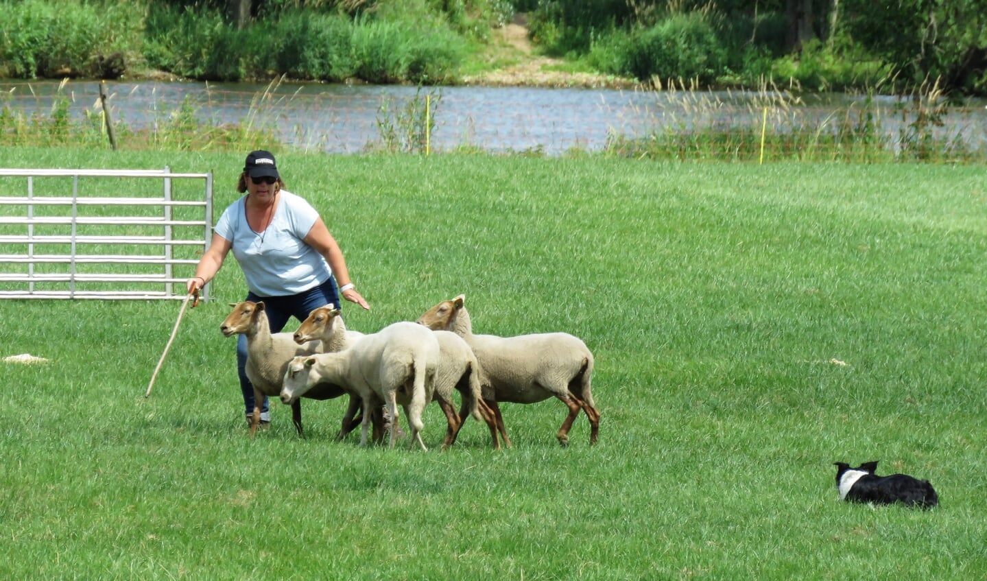 De deelnemers moesten hun schapen samen met hun hond over een parcours leiden. 