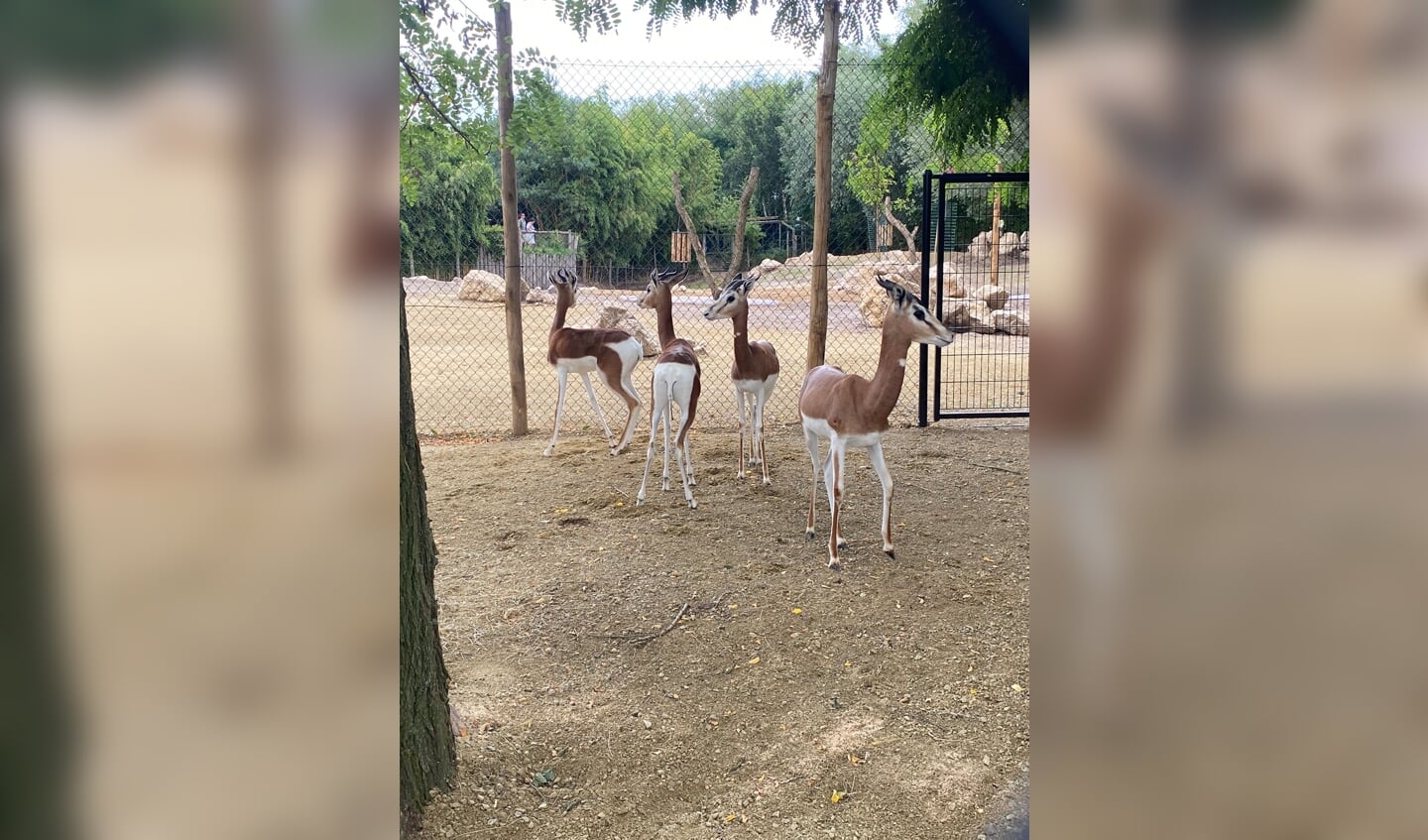 Een halve eeuw geleden stierven de mhorrgazelles bijna uit doordat er op deze dieren werd gejaagd door stropers