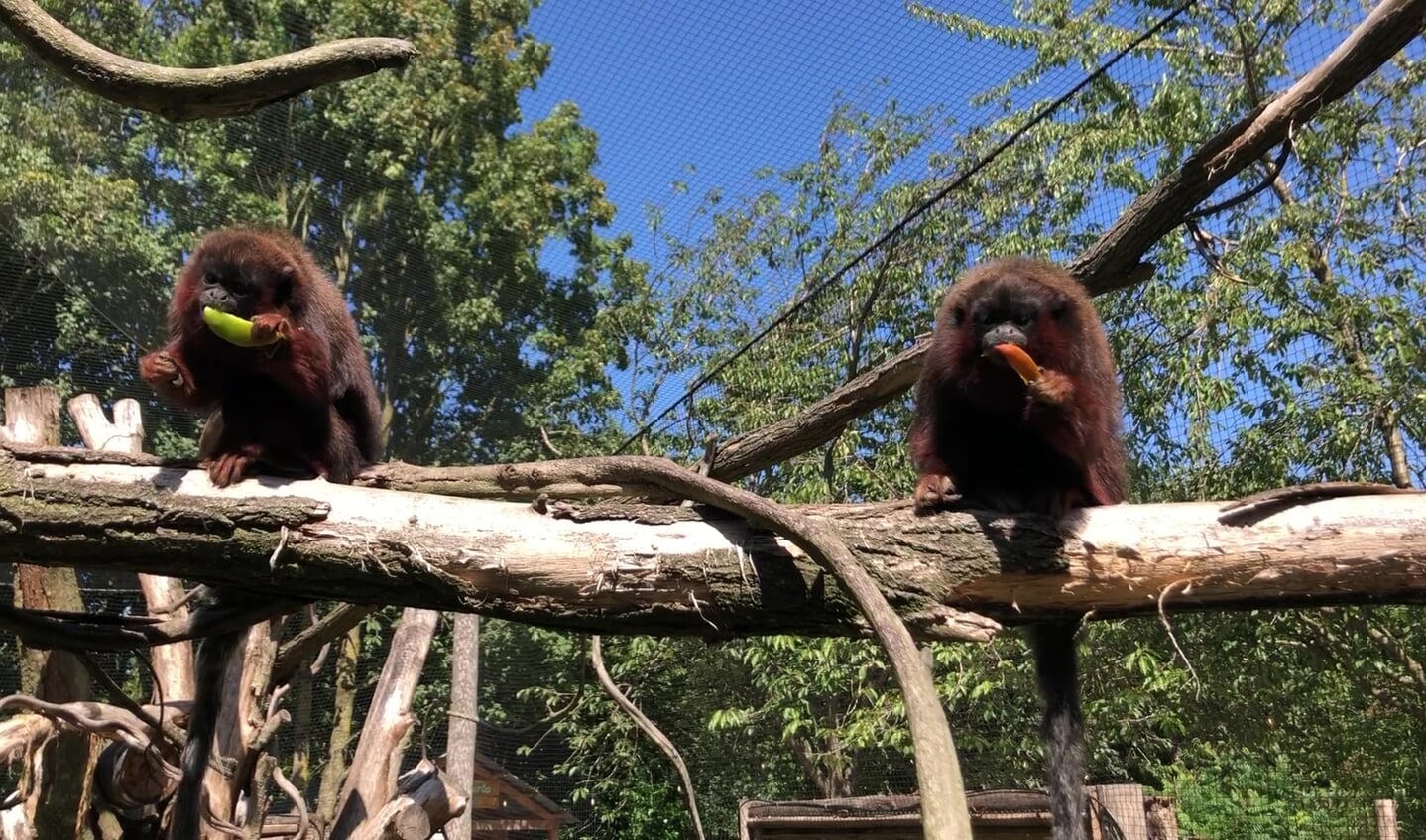ZooParc Overloon is weer genomineerd voor 'Leukste Uitje'.