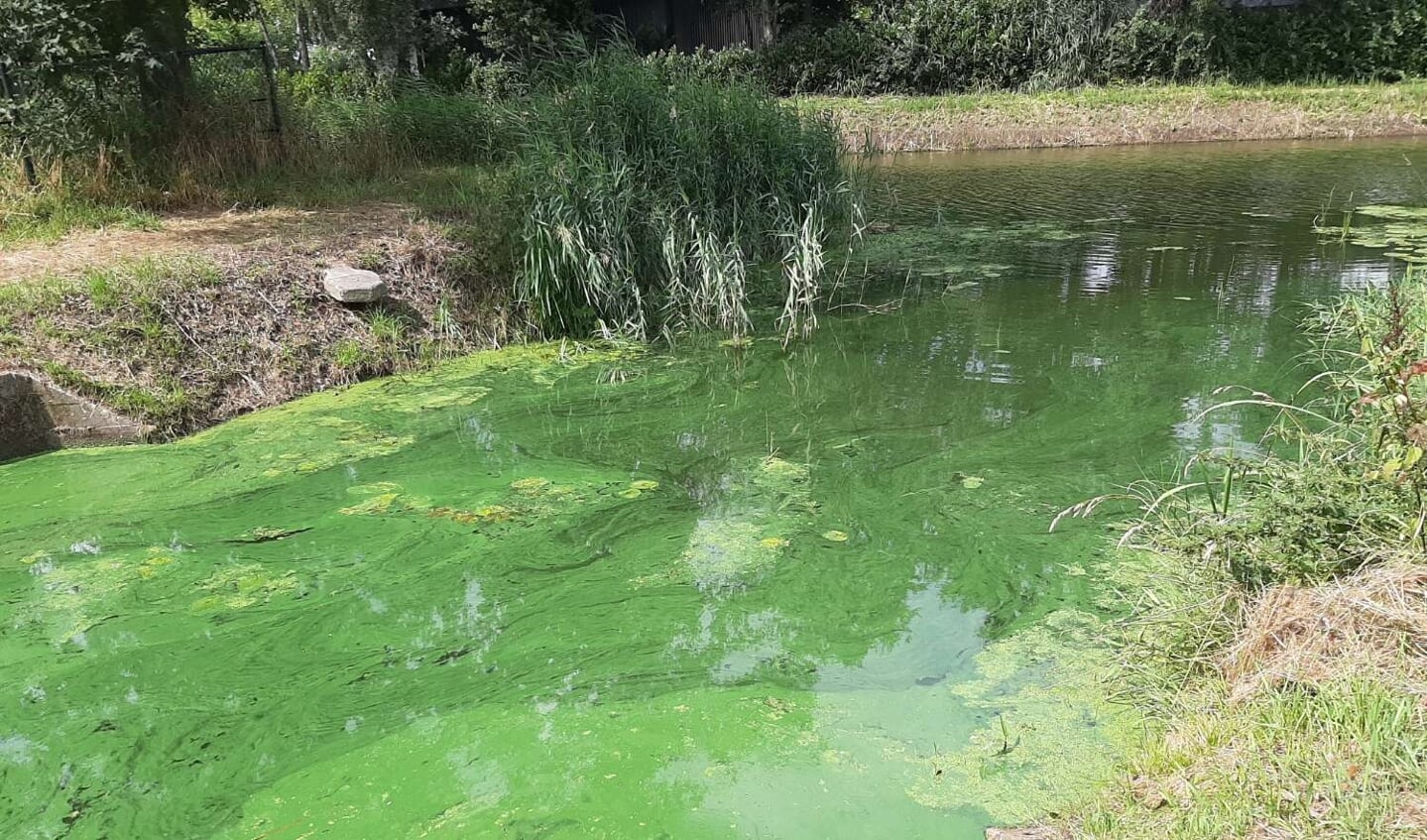 Blauwalg in het water.