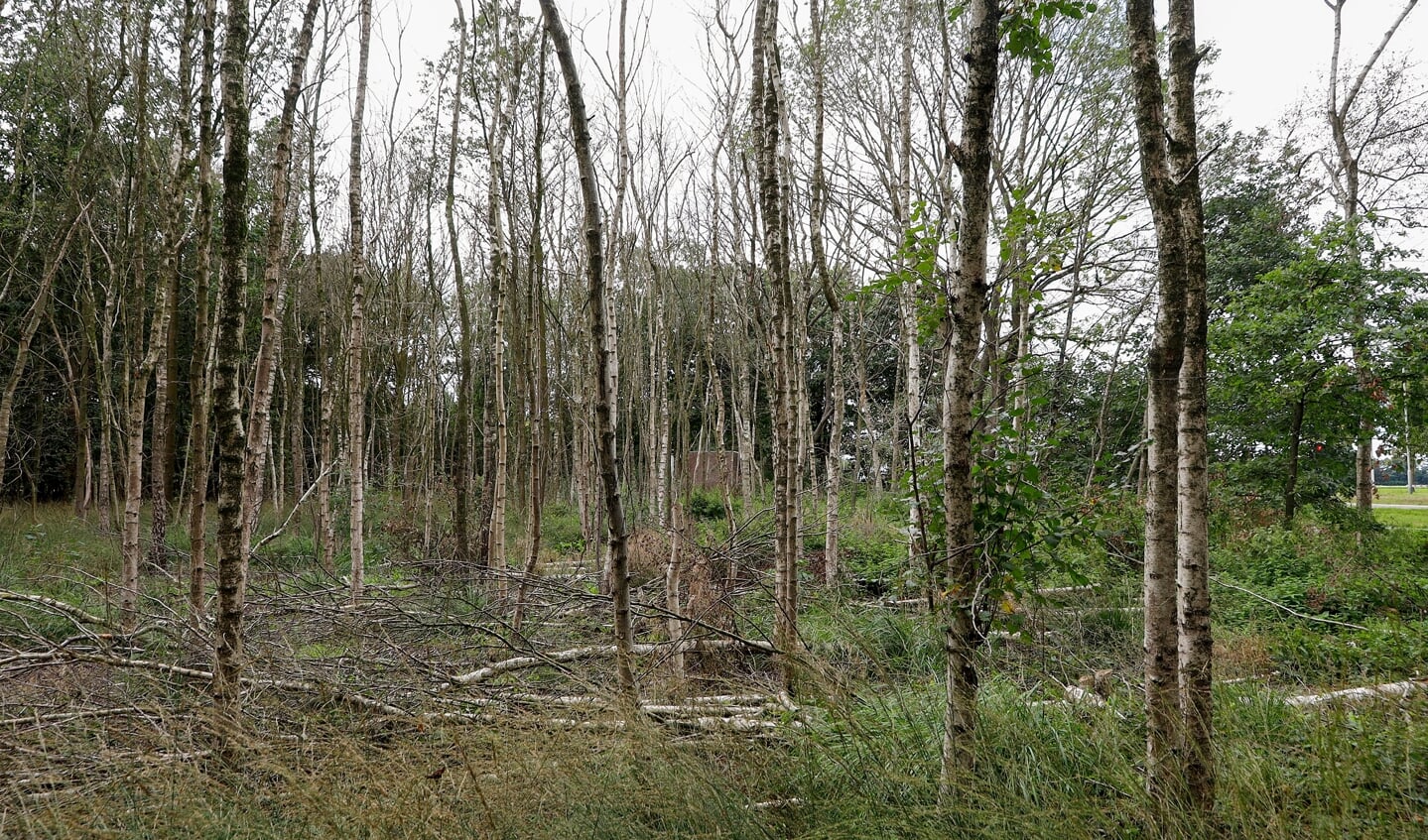 Een deel van het vernielde bos bij de ingang van de kazerne.
