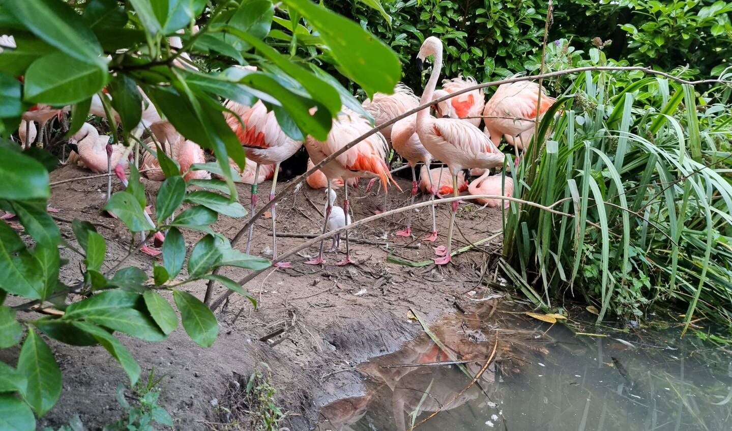 Chileense flamingo's in ZooParc Overloon. 