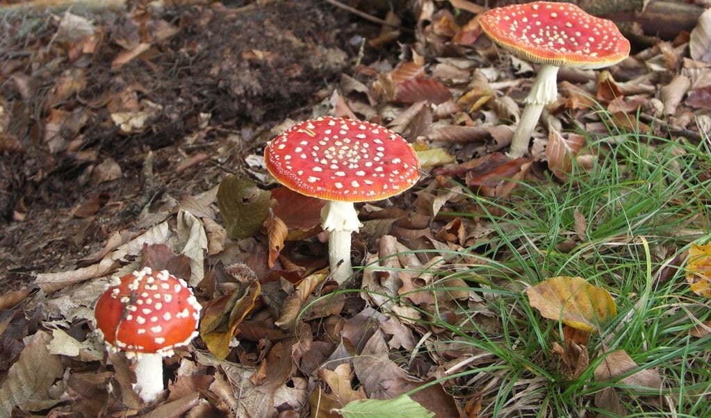 De herfst is dé tijd voor paddenstoelen.