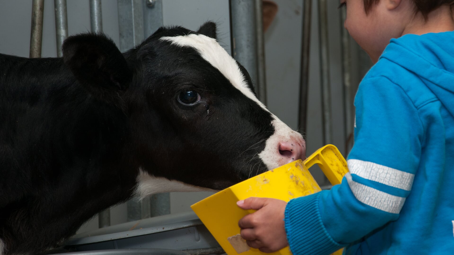 Melkveebedrijf Alders in Overloon houdt op tweede paasdag open huis. 