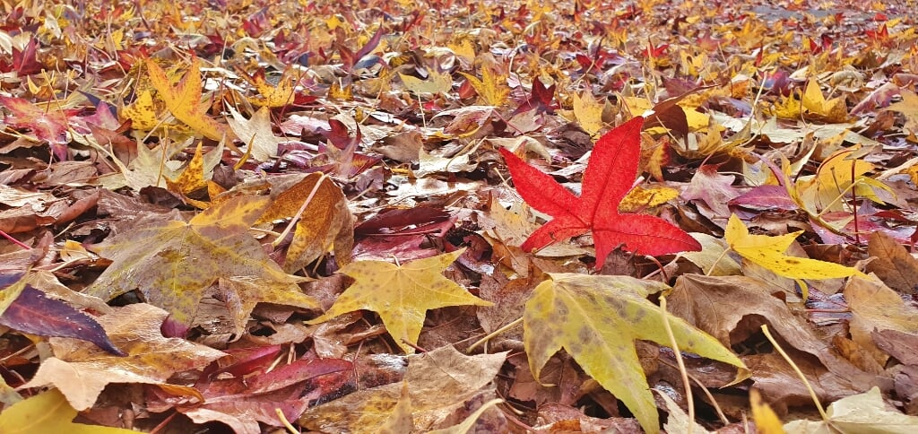 De gekleurde bladeren hebben de takken verlaten en bedekken de grond