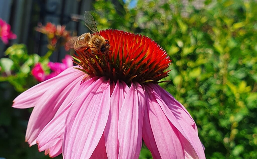 Gelukkig weten de bijtjes en bloemetjes elkaar te vinden