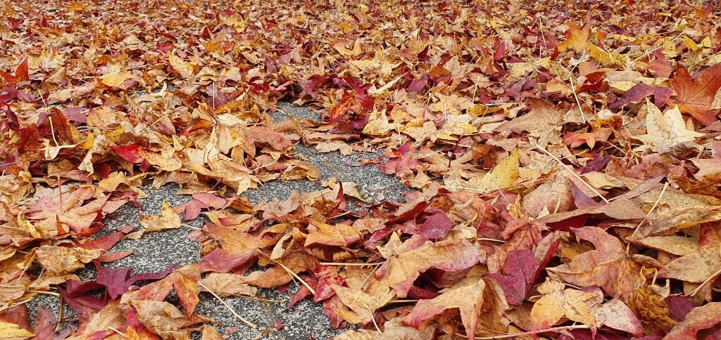 Laat gewoon wat herfstbladeren liggen op een plekje waar je er zelf geen last van hebt