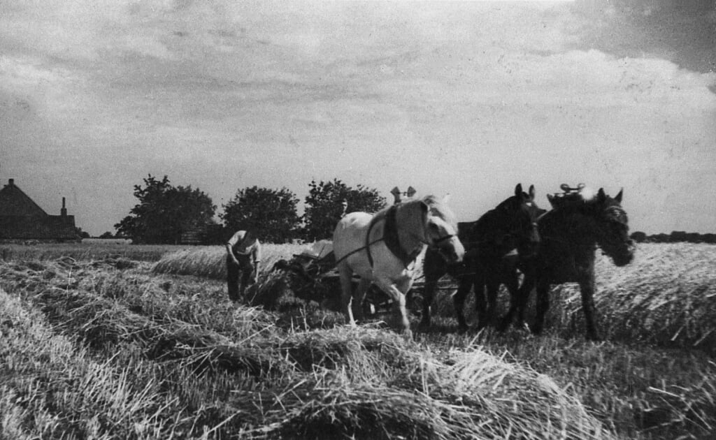 Veulen, 1944: een maaimachine, voortgetrokken door drie paarden.
